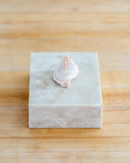 1980s Shell Handled Tessellated Petrified Wood Box with Wood Lining
