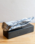 Marble Seashell by Howard Cooperman