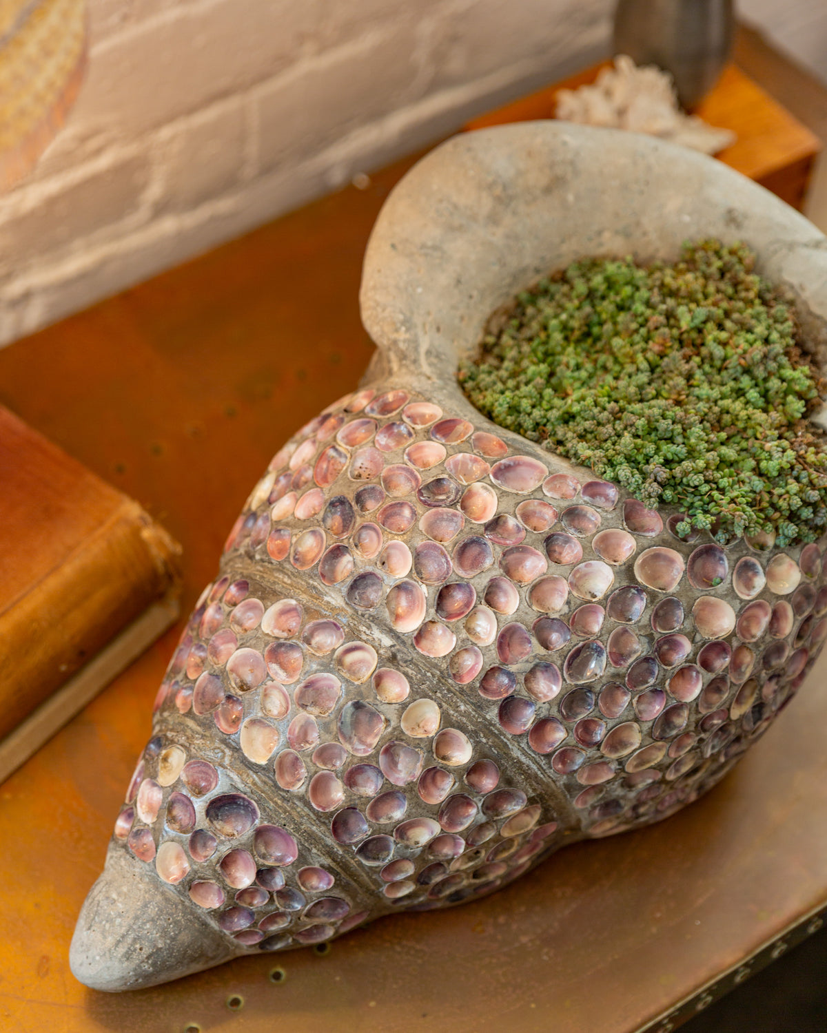 Closer view of a conch planter showing the flared gray lip and succulent above rows of pink and lavender shells
