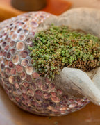 Detail of the planting well of a shell conch planter filled with a dense mat of green succulent