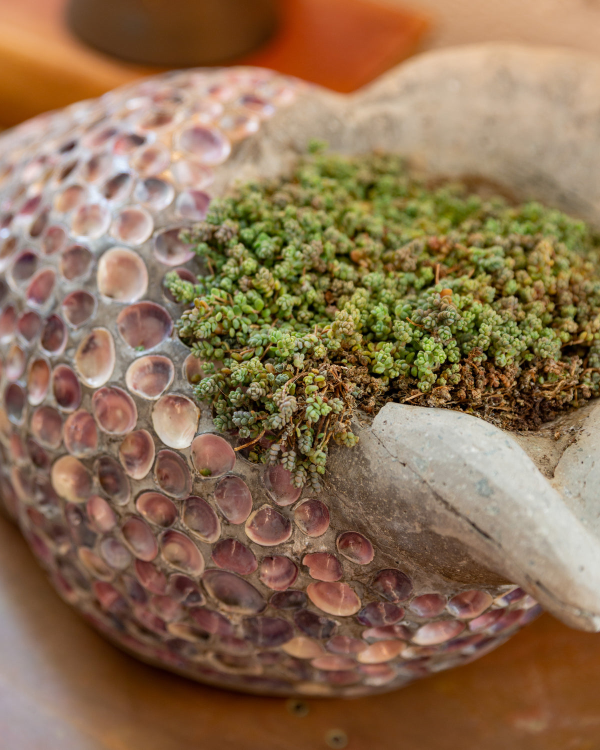 Detail of the planting well of a shell conch planter filled with a dense mat of green succulent