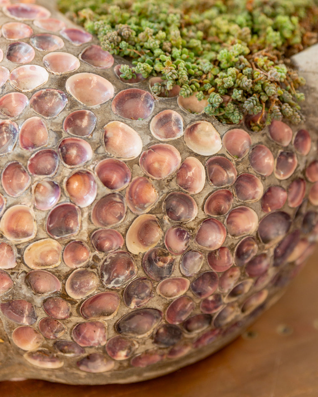 Close-up of small pink and lavender bivalve shells set edge to edge in the body of a conch planter